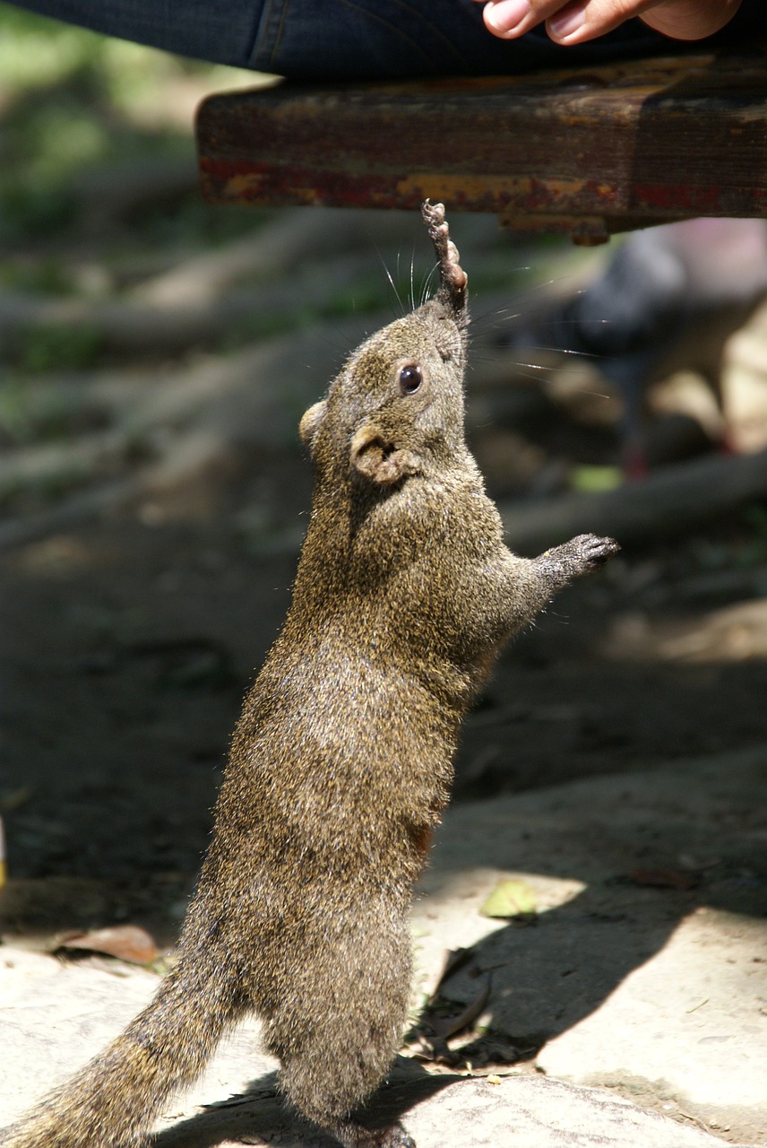 squirrel park nature free photo