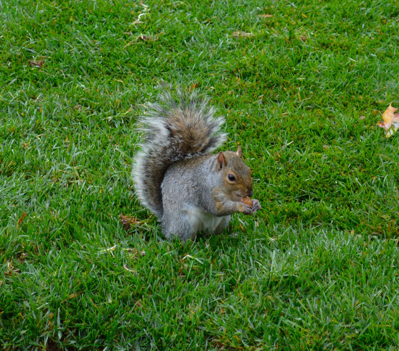 squirrel animal green free photo