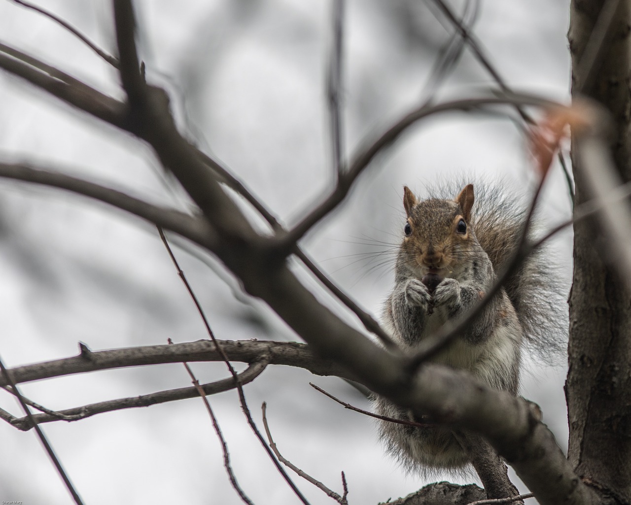 squirrel winter tree free photo
