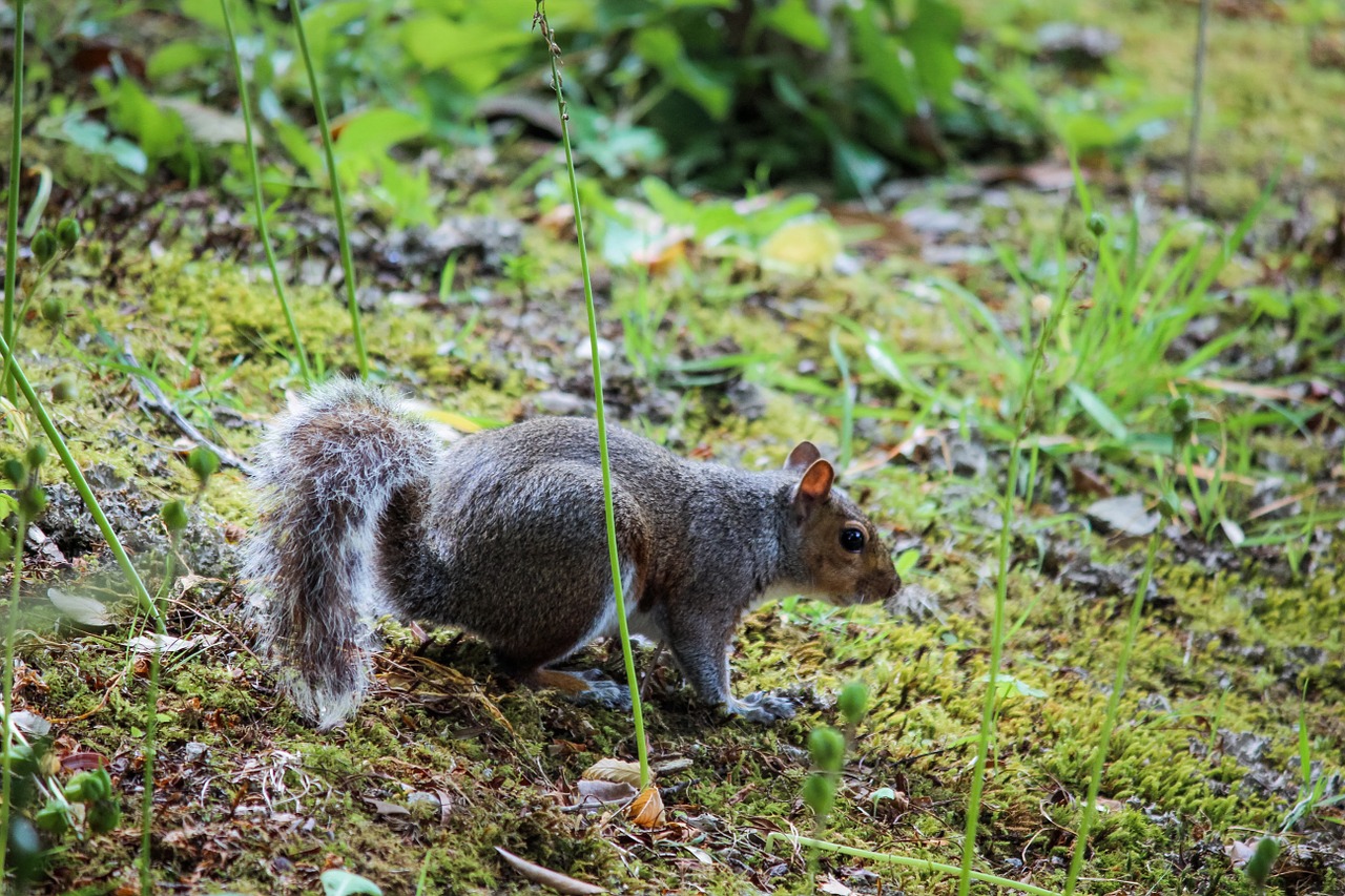 squirrel cornwall nature free photo