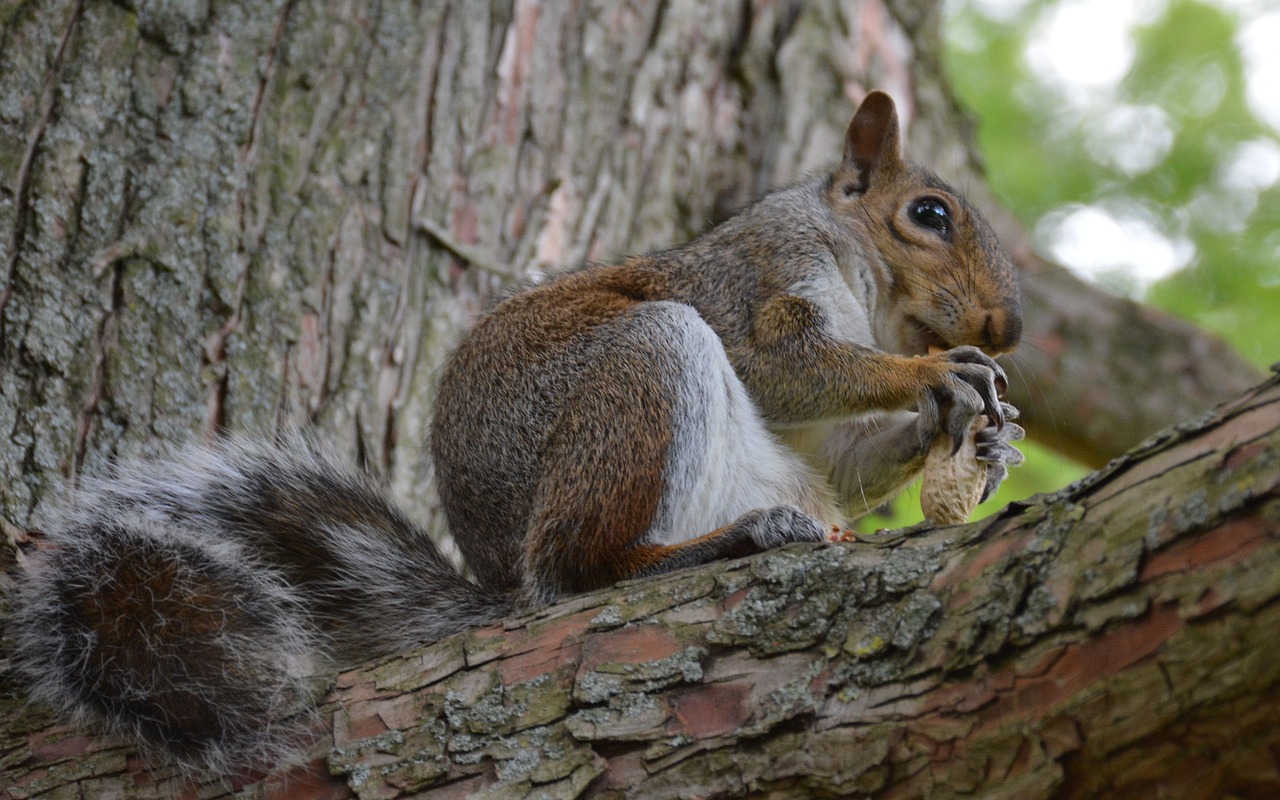 squirrel rodent animal free photo