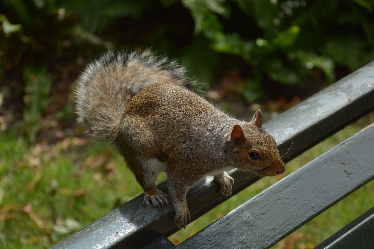 squirrel rodent animal free photo