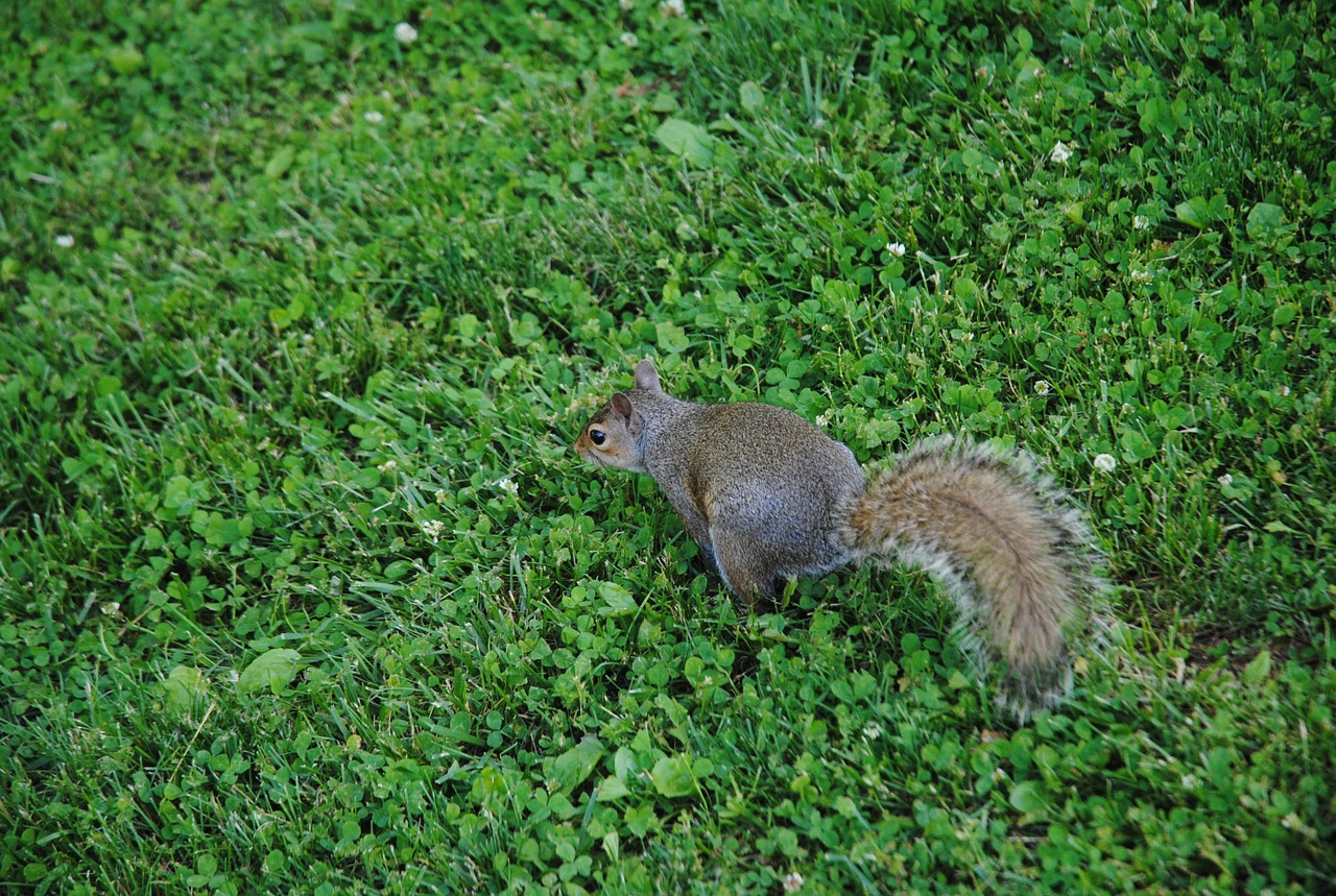 squirrel animal cute free photo
