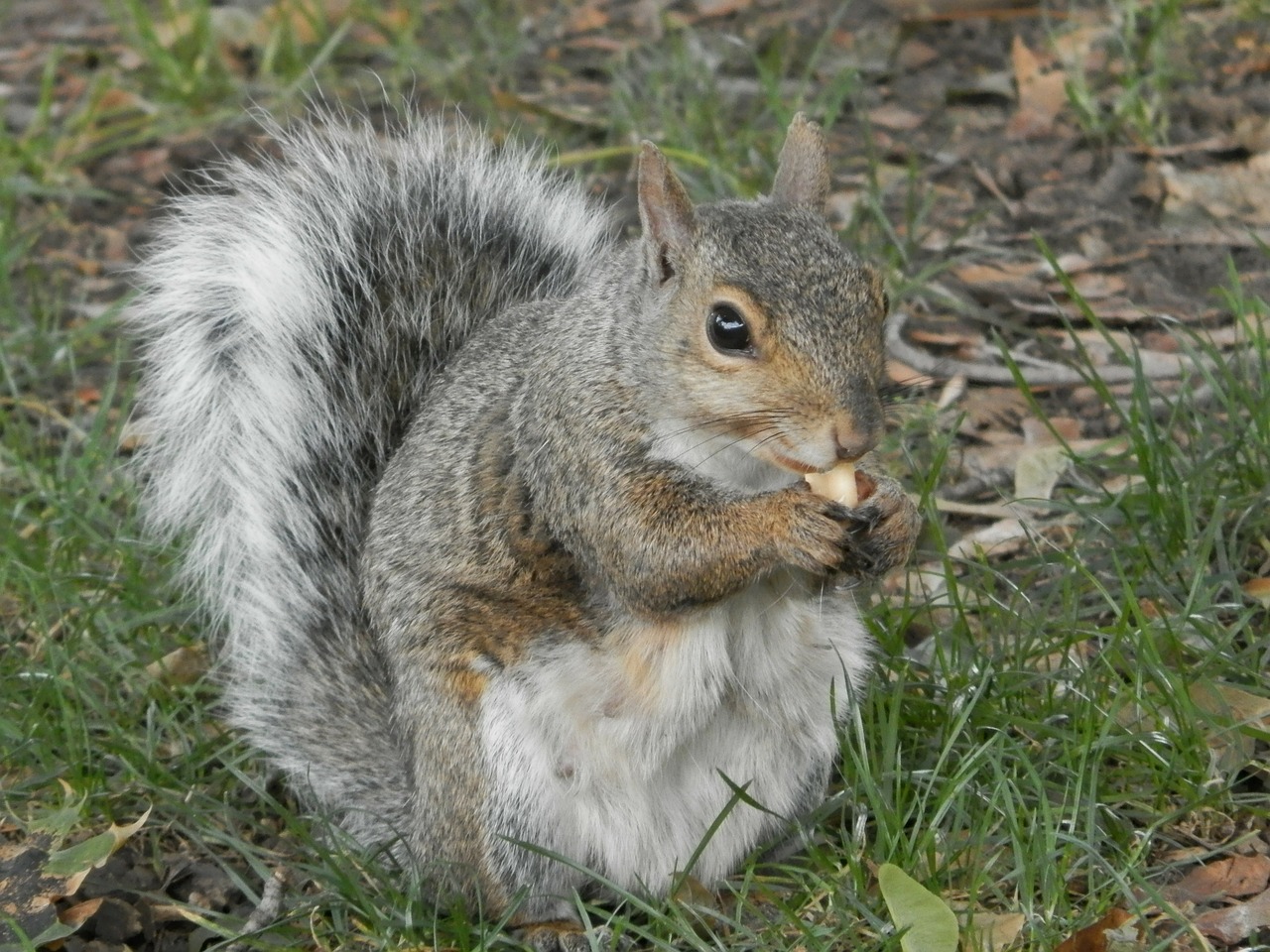 squirrel park peanut free photo