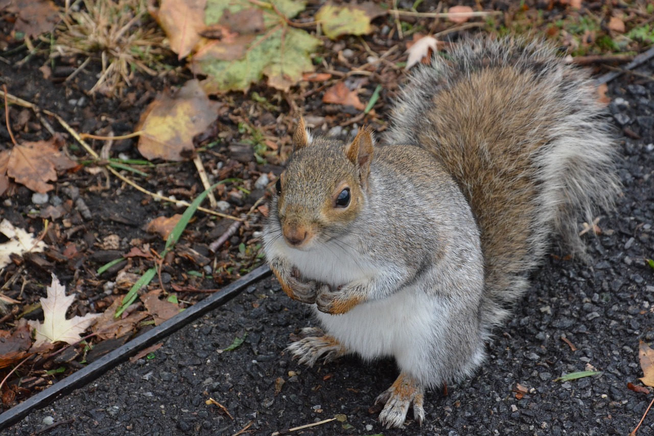 squirrel park autumn free photo