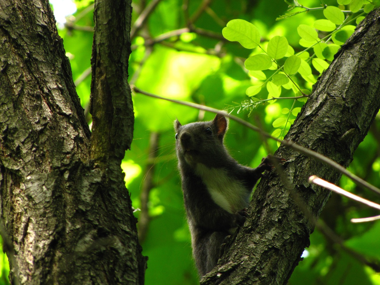 squirrel forest animal free photo