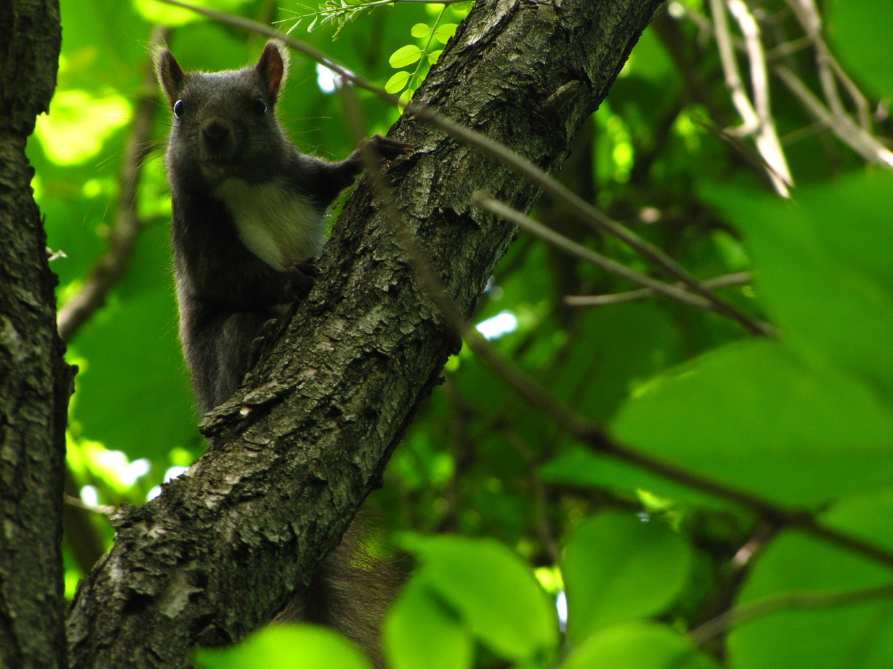 squirrel forest animal free photo