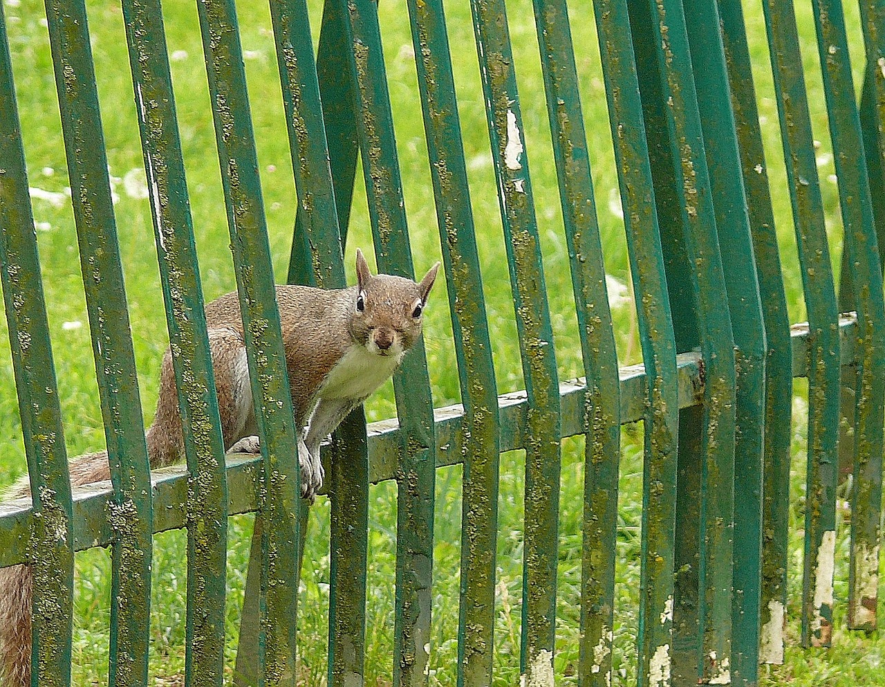 squirrel gray between free photo