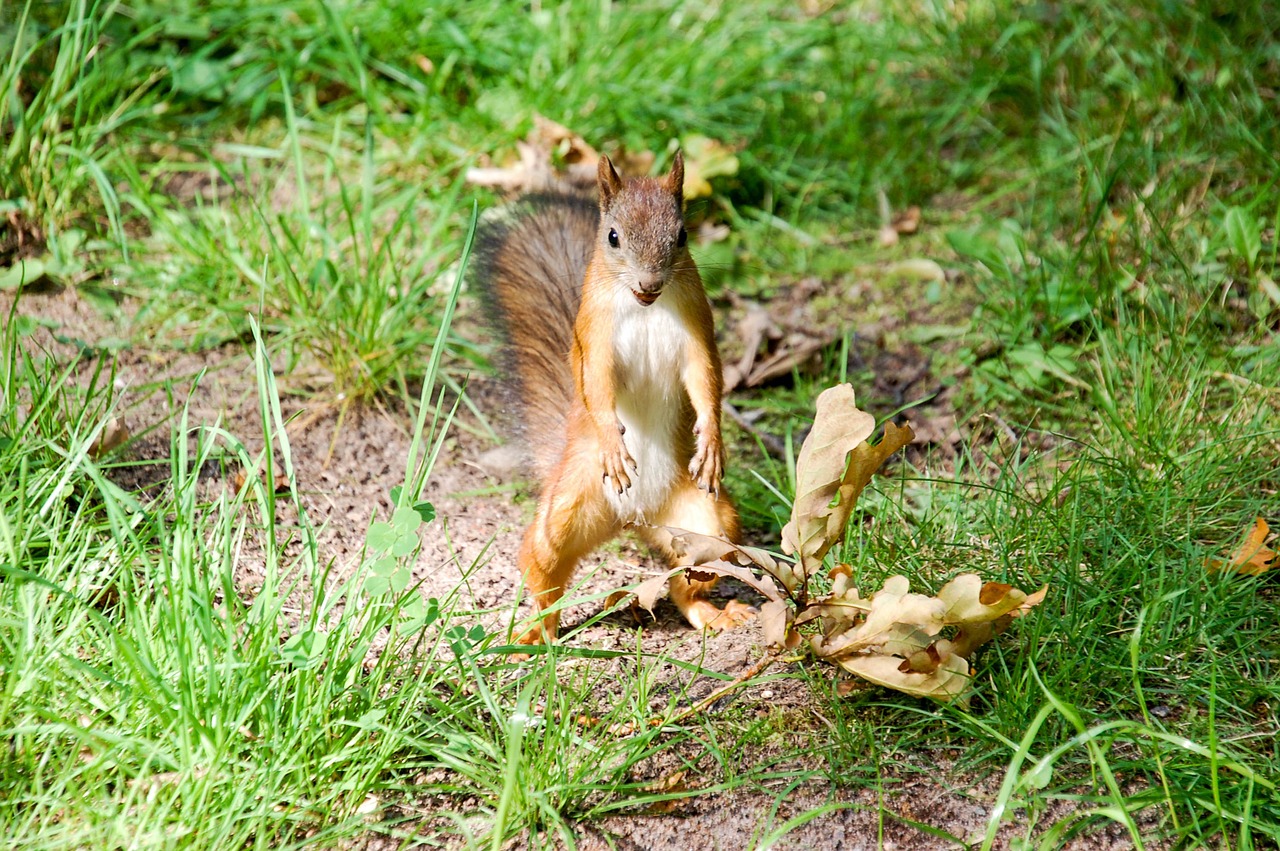 squirrel animal animal planet free photo