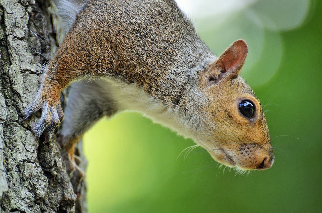 squirrel central park new york free photo