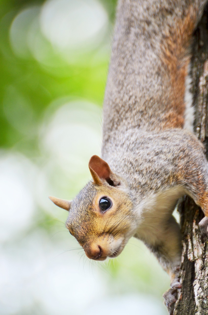 squirrel rodent animal free photo