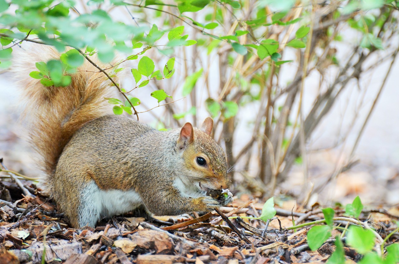 squirrel rodent animal free photo
