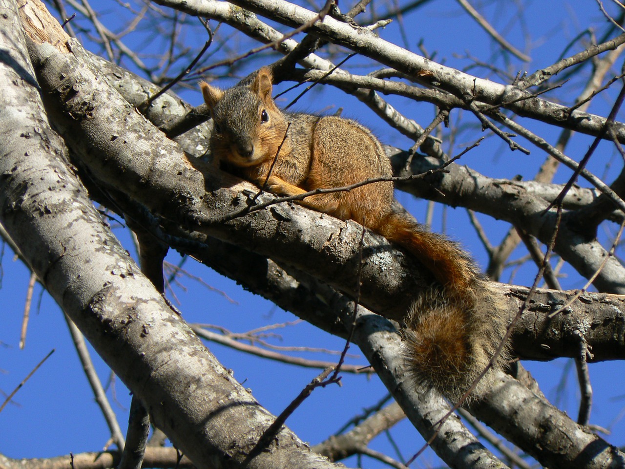 squirrel relaxed blue skies free photo