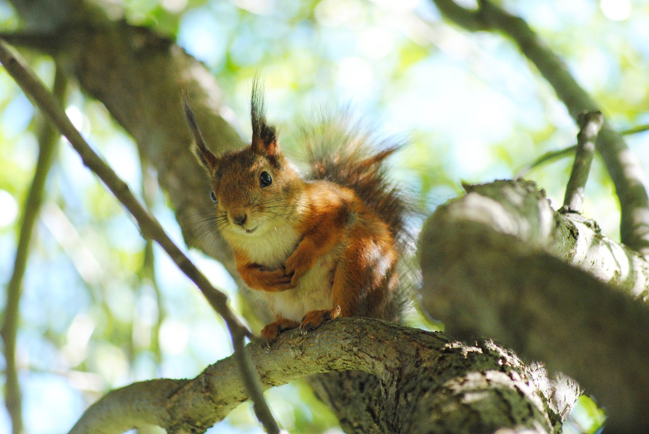 squirrel cute summer free photo