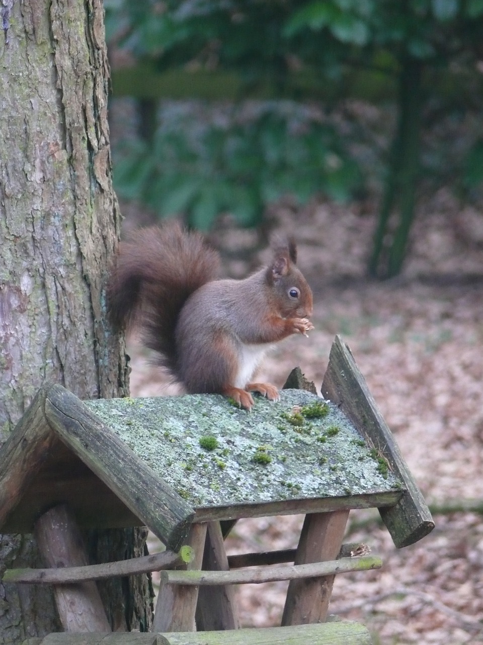 squirrel nature forest free photo