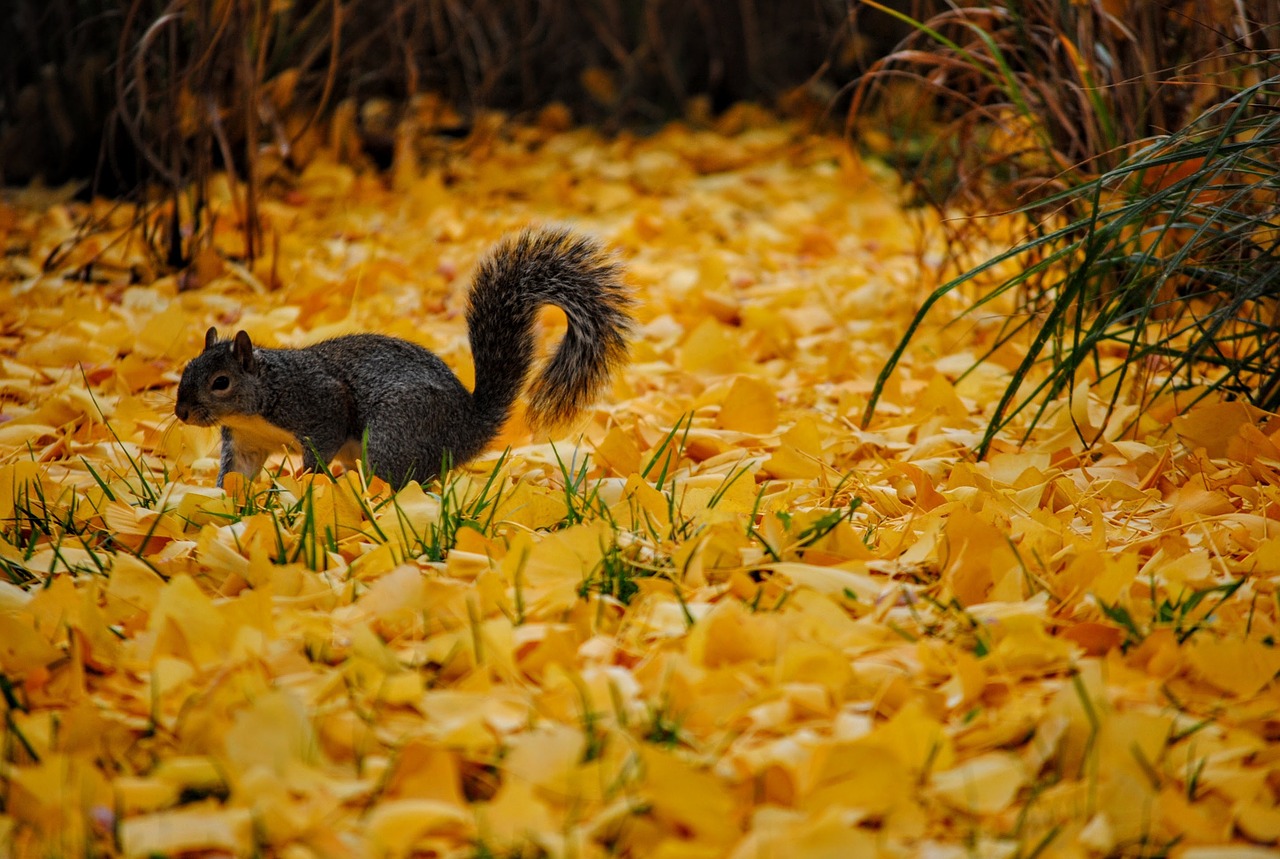 squirrel leaves autumn free photo
