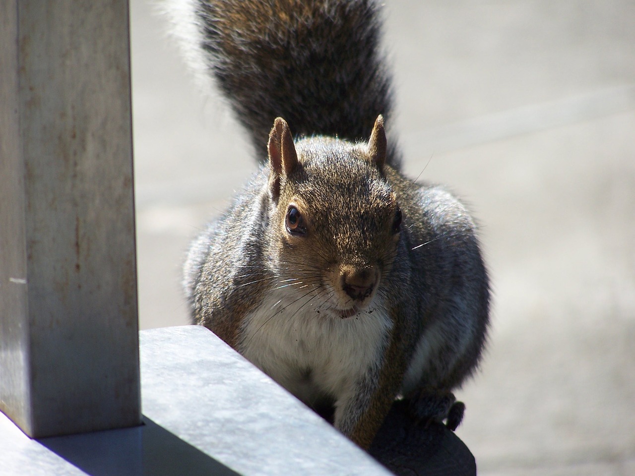 squirrel cute furry free photo