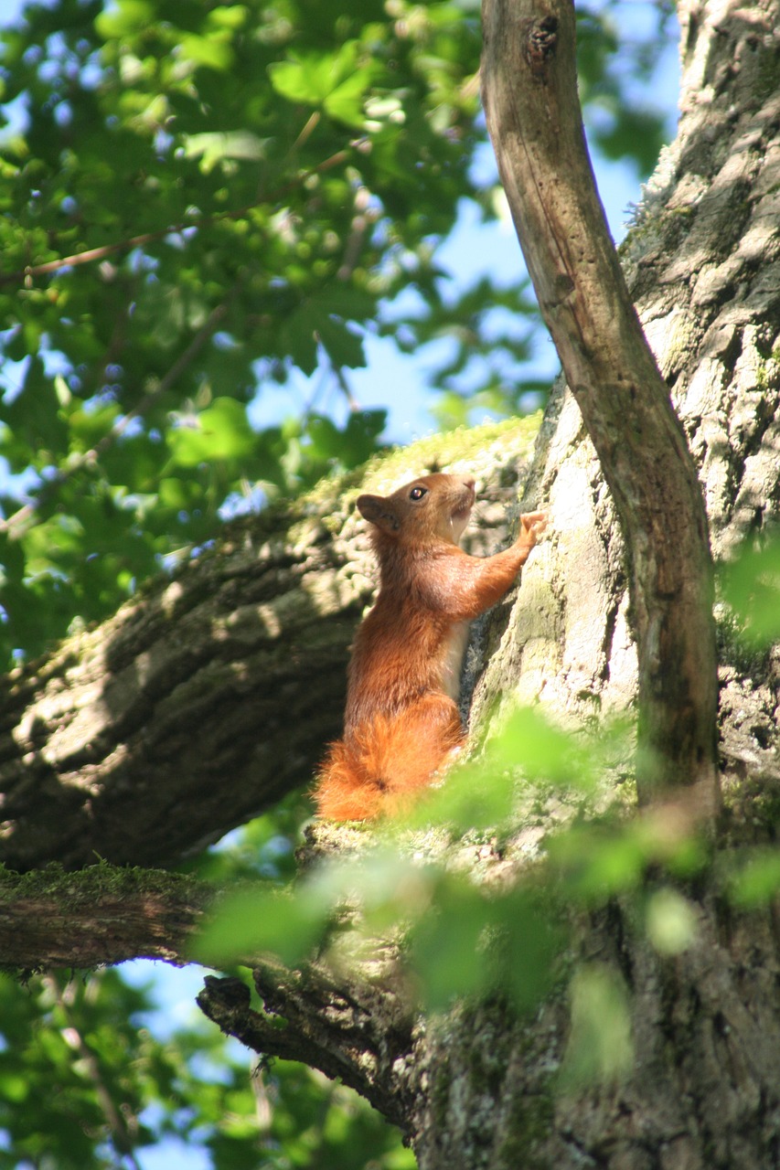 squirrel tree forest free photo