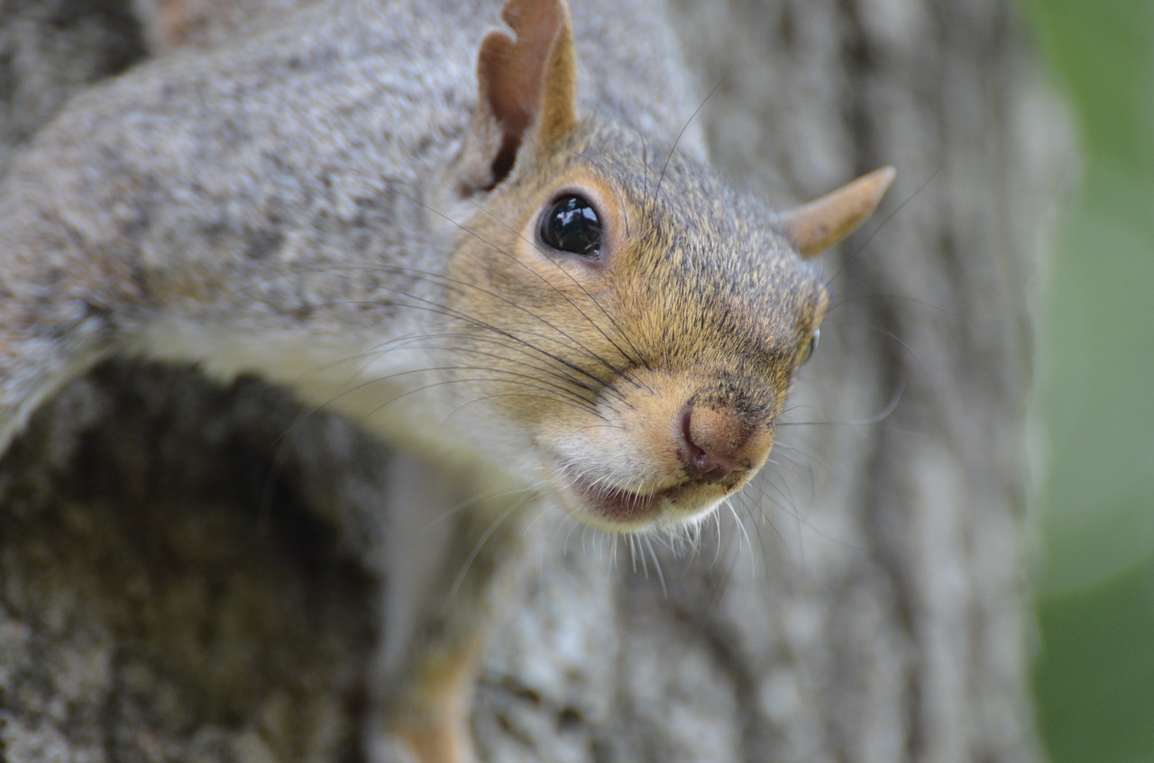 squirrel rodent animal free photo