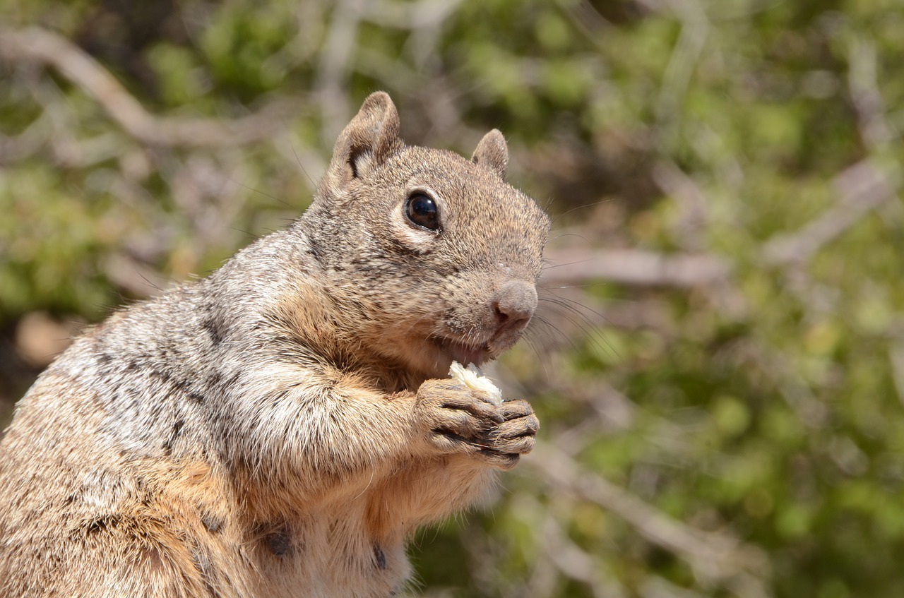 squirrel mammal wildlife free photo