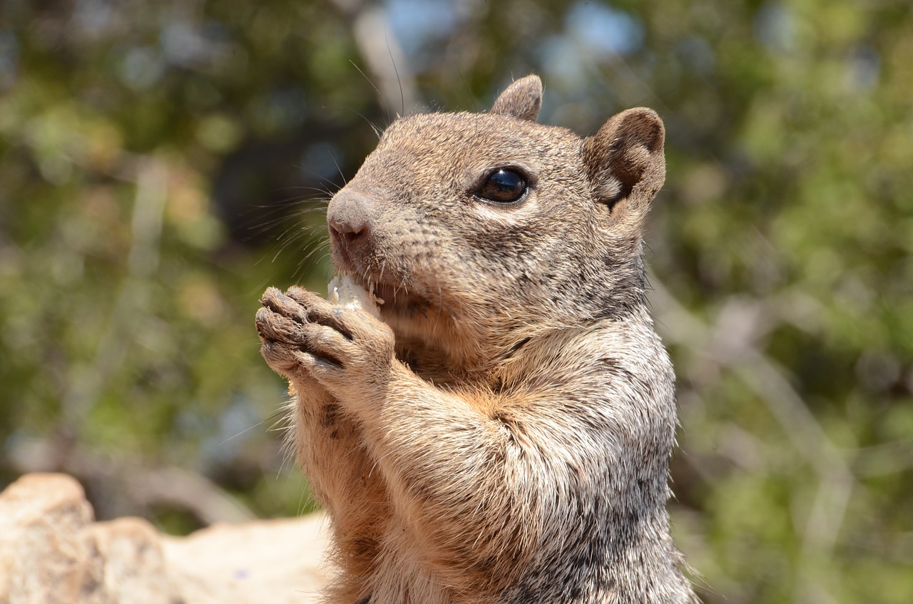 squirrel mammal wildlife free photo