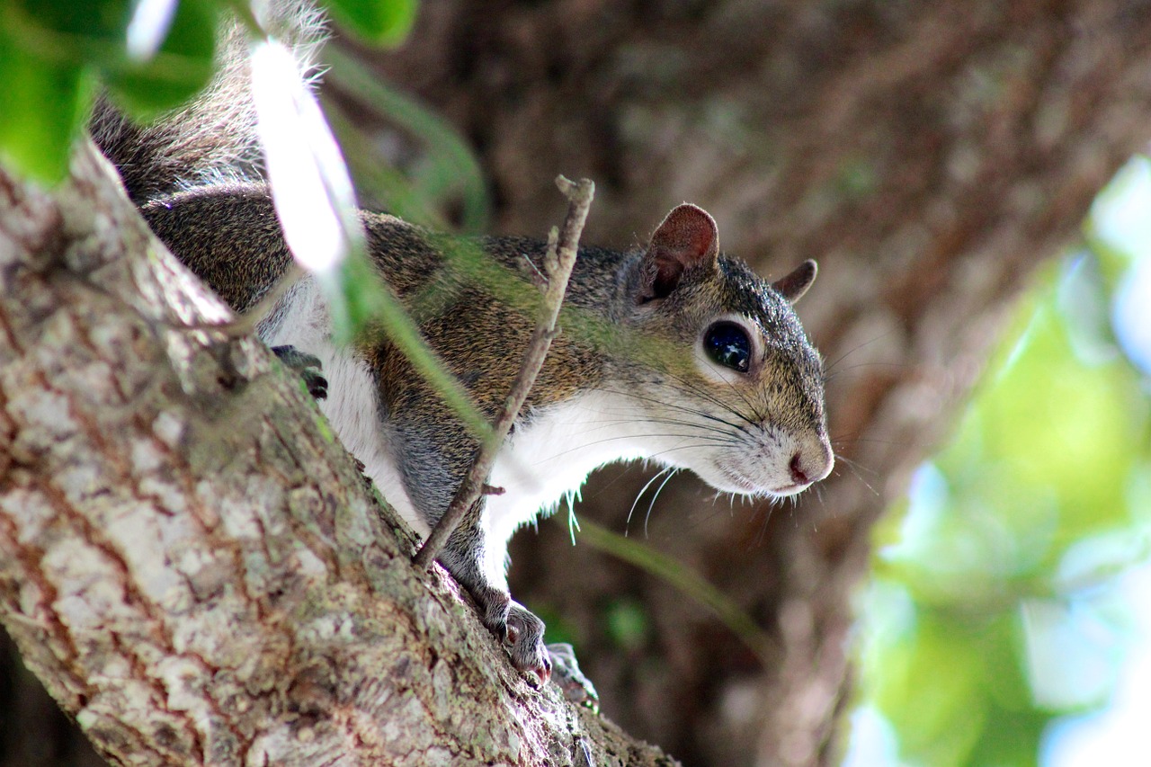 squirrel animal forest free photo