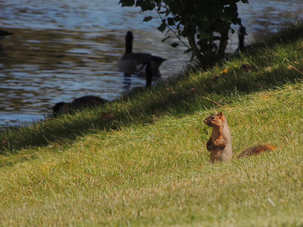 squirrel grass park free photo