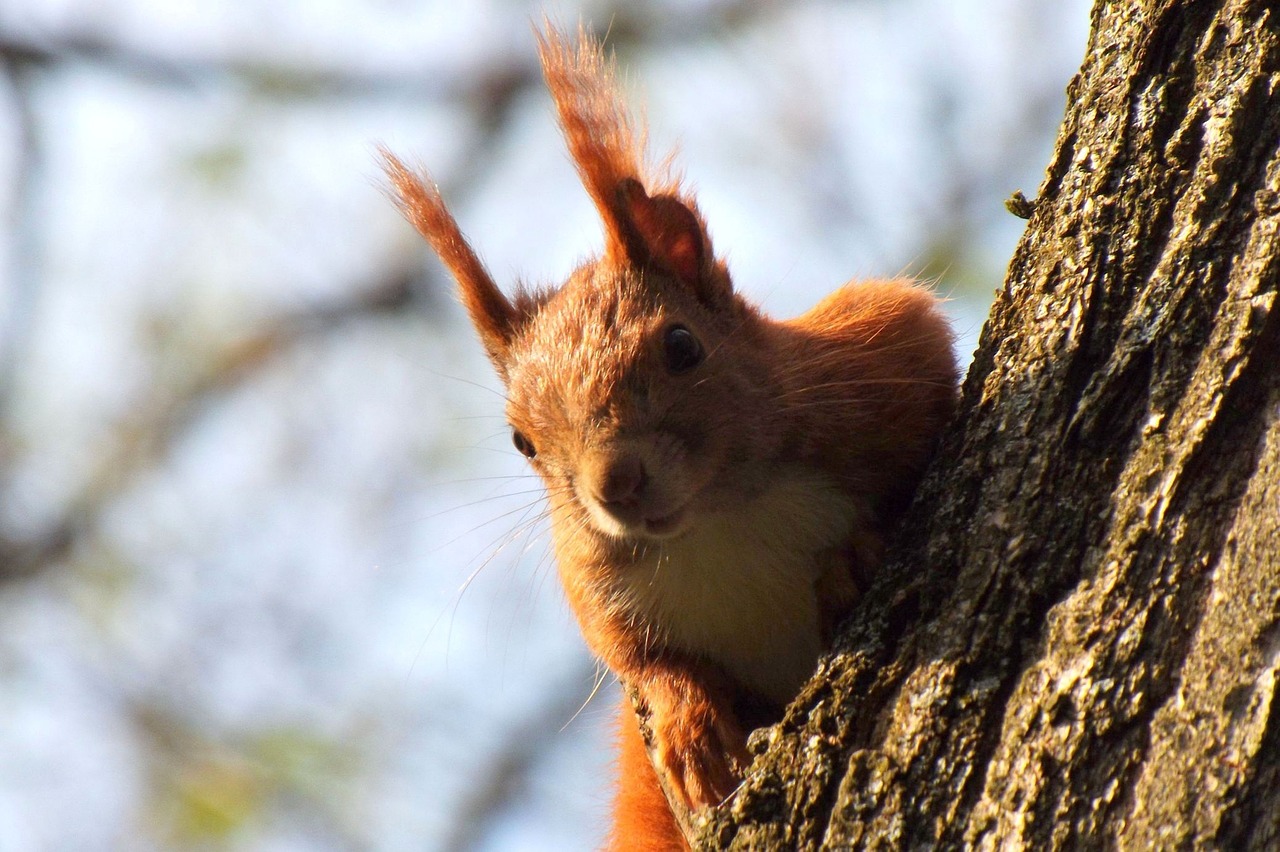 squirrel spring tree free photo