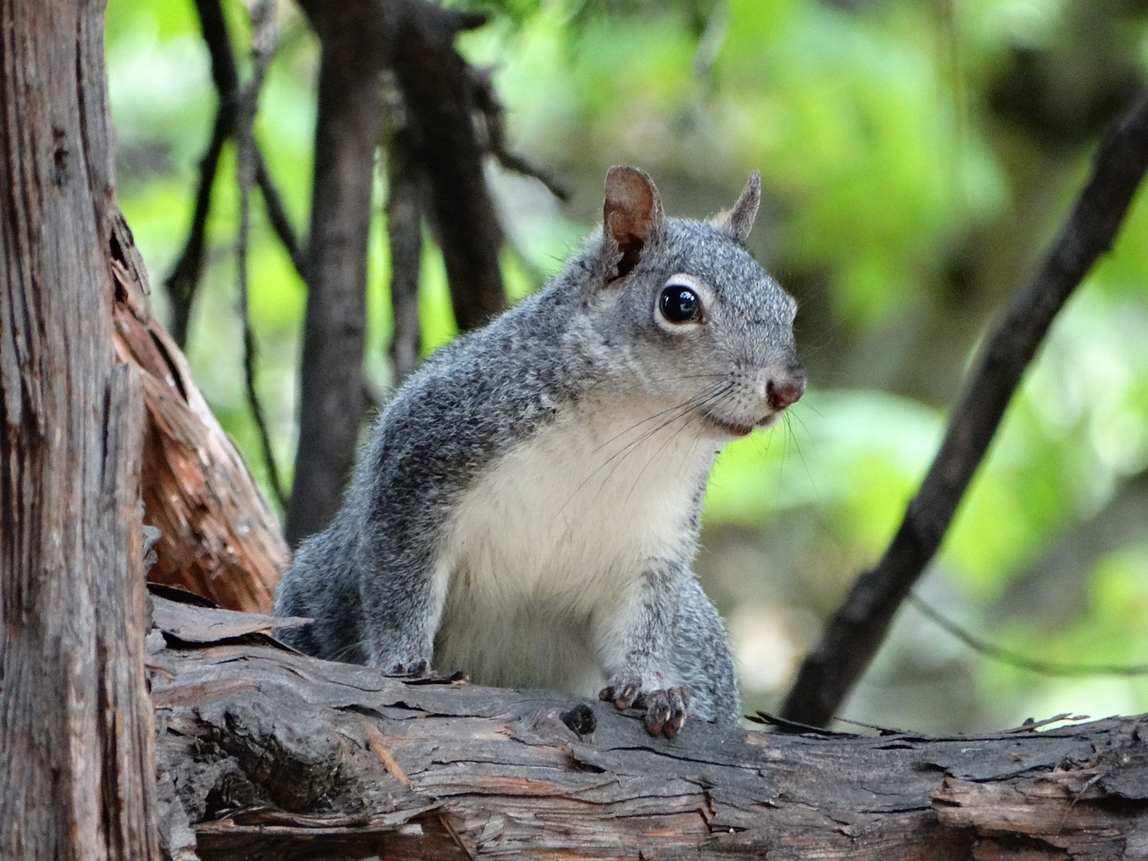 squirrel forest national park free photo