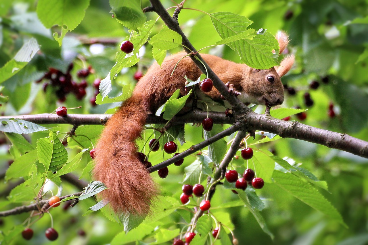 squirrel cherries tree free photo