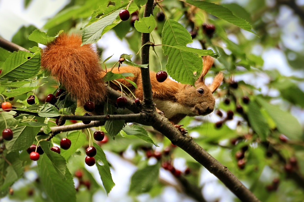 squirrel cherries tree free photo