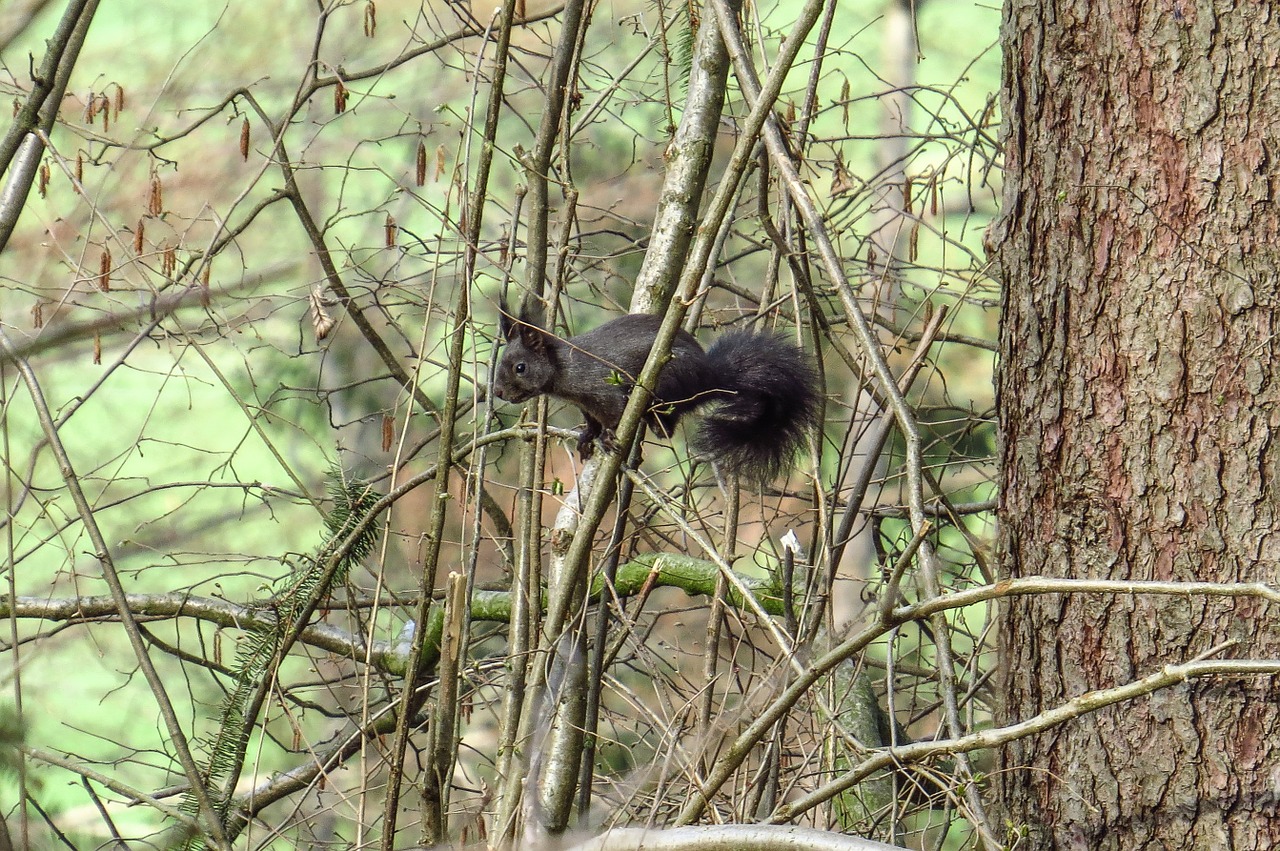 squirrel black verifiable kitten free photo