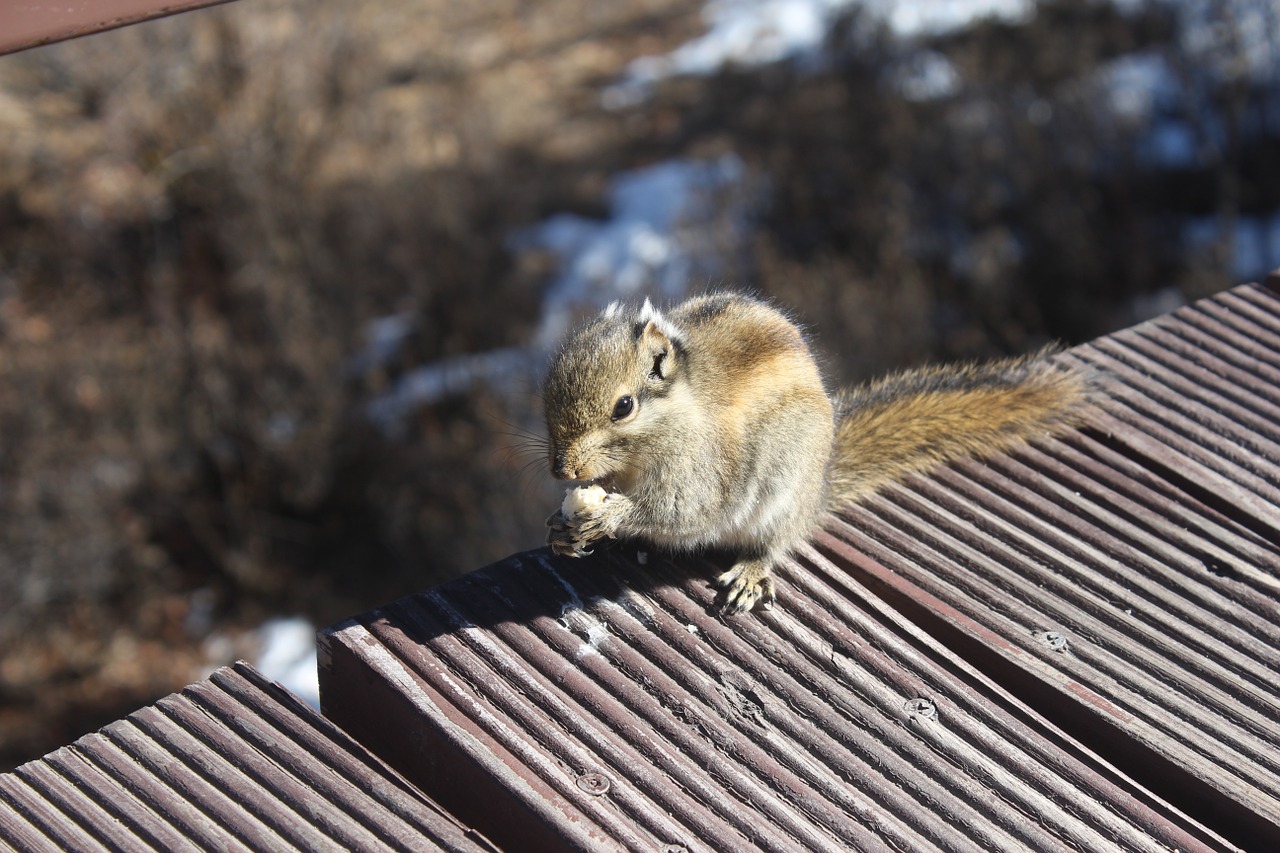 squirrel animal close-up free photo