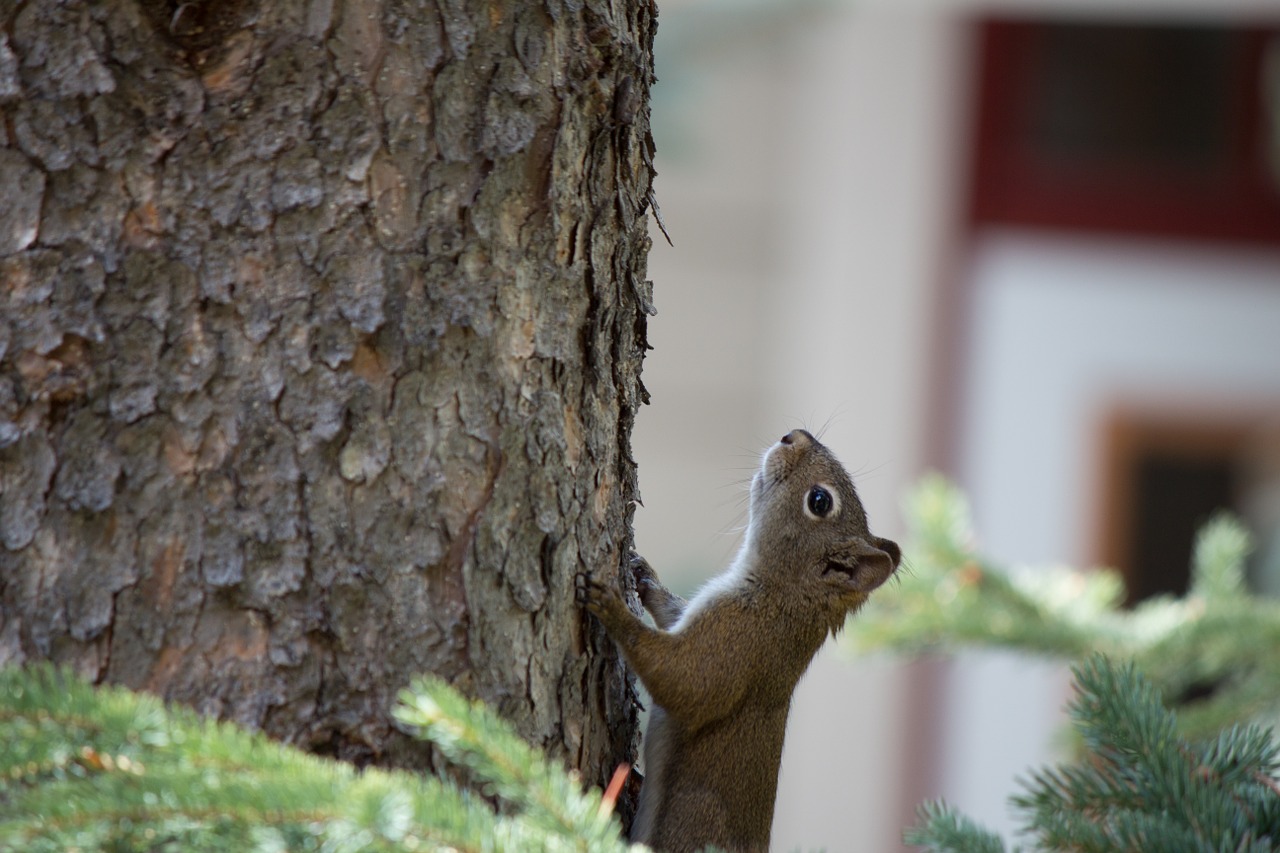 squirrel tree cute free photo