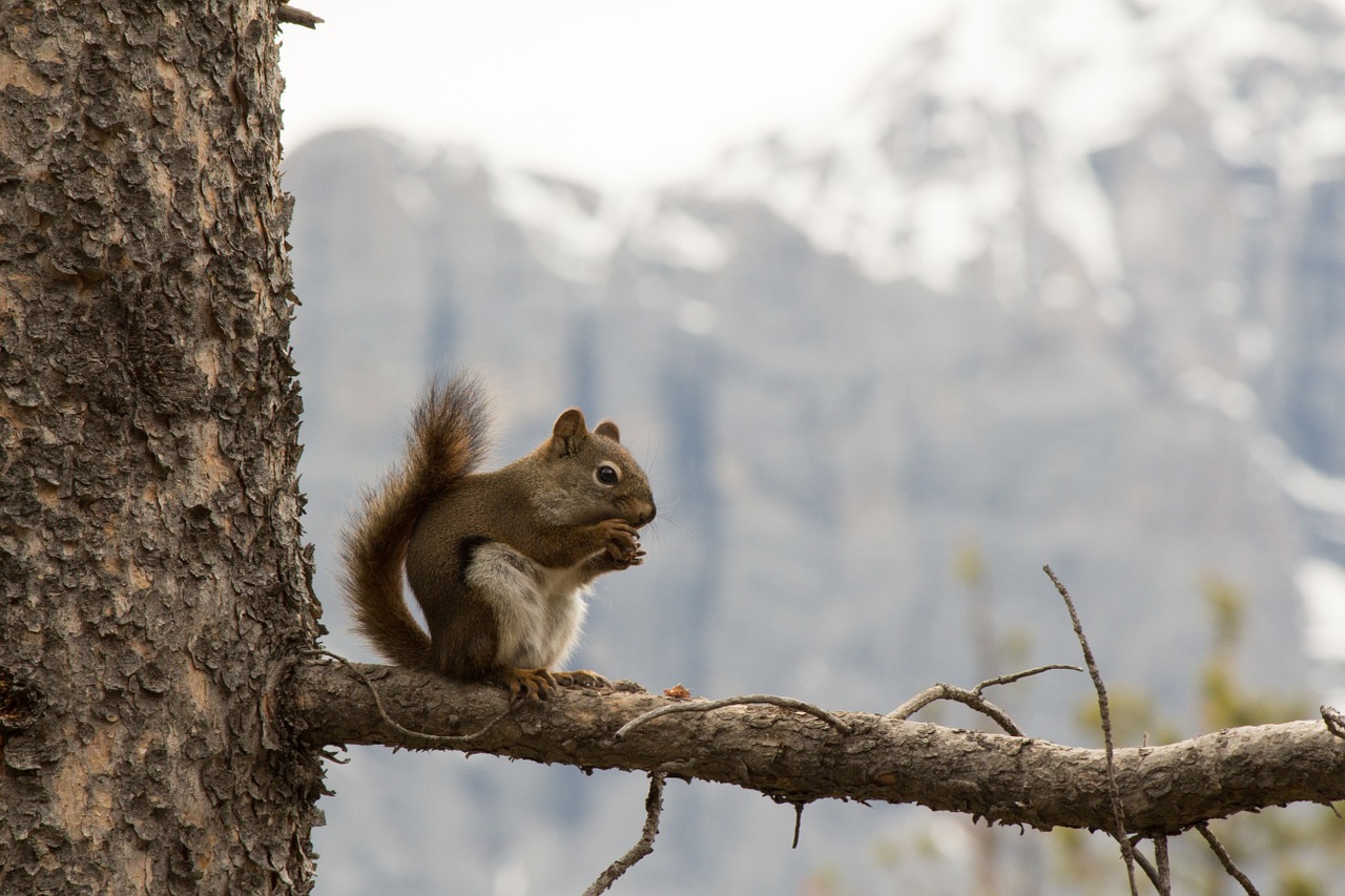 squirrel mountains nature free photo