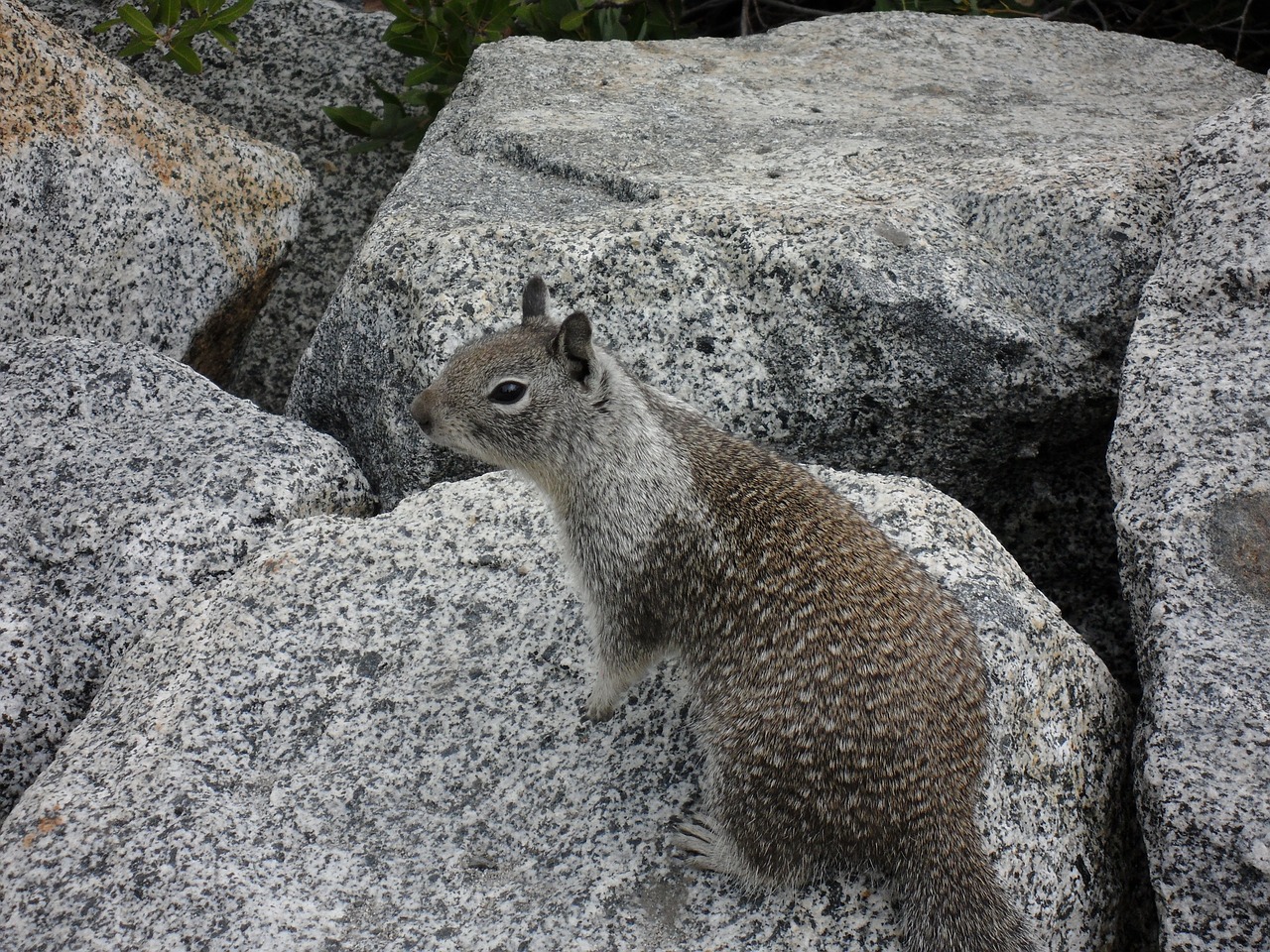 squirrel yosemite national park rock free photo