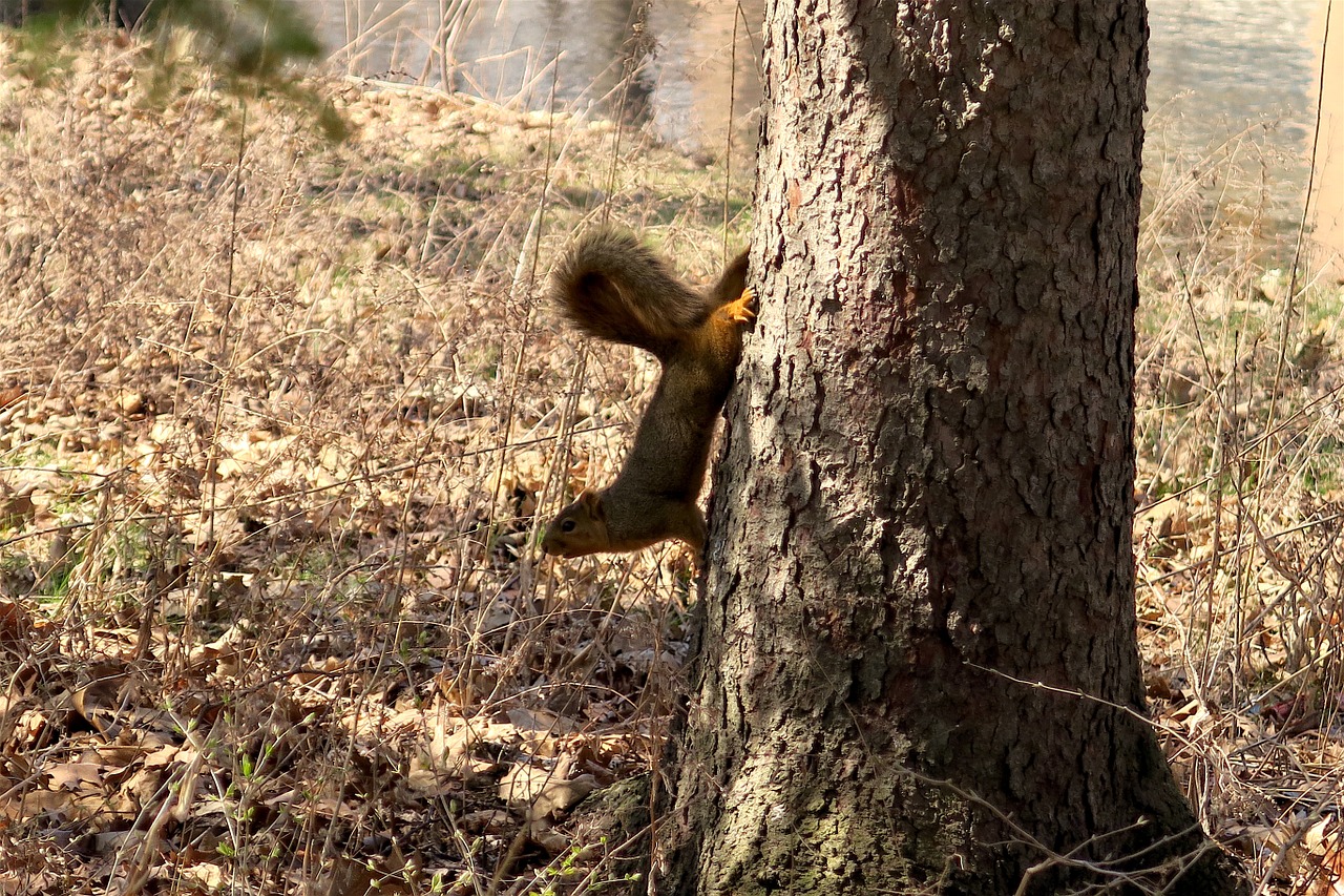 squirrel animal nature free photo