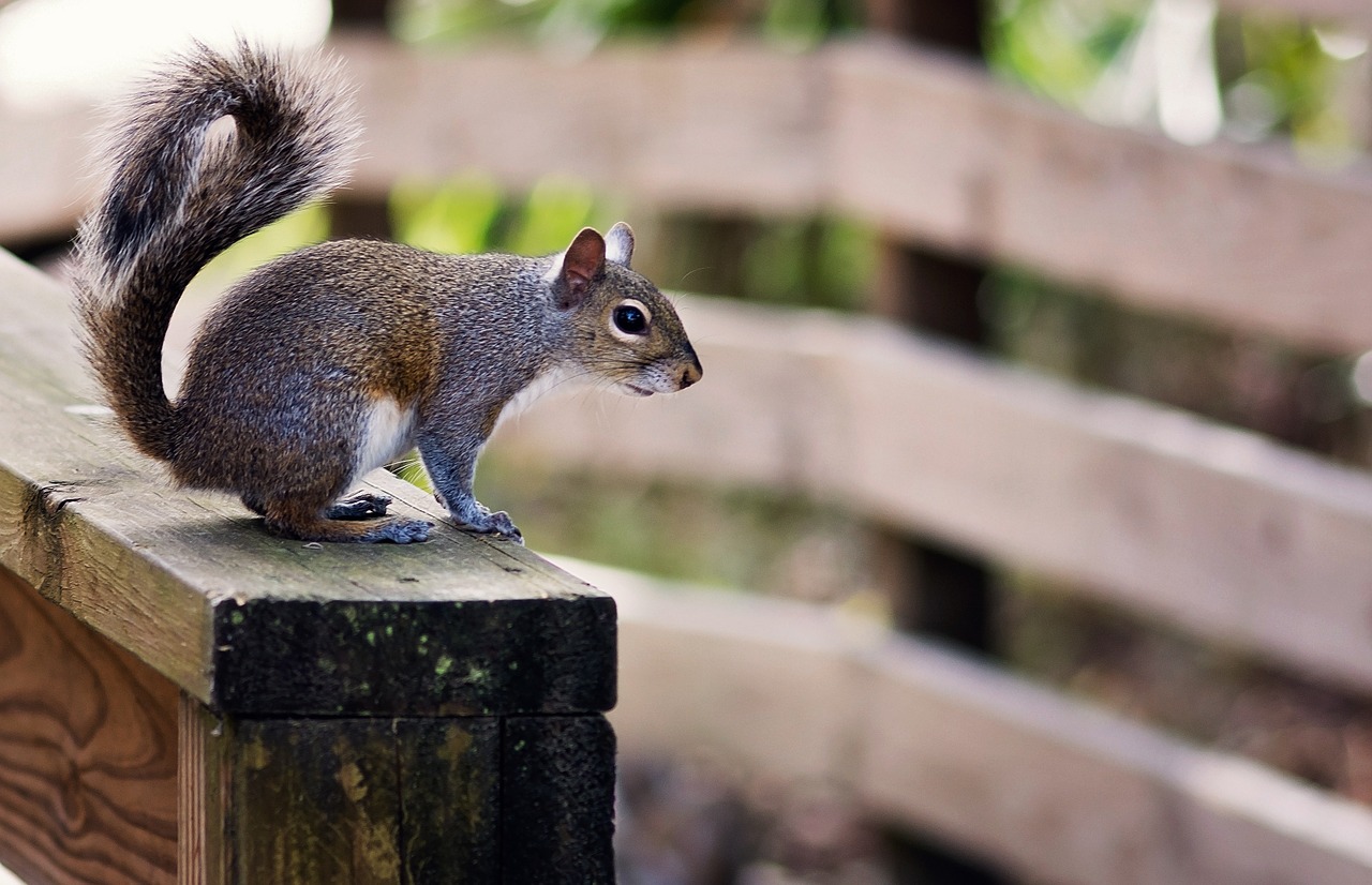 squirrel bridge wood free photo