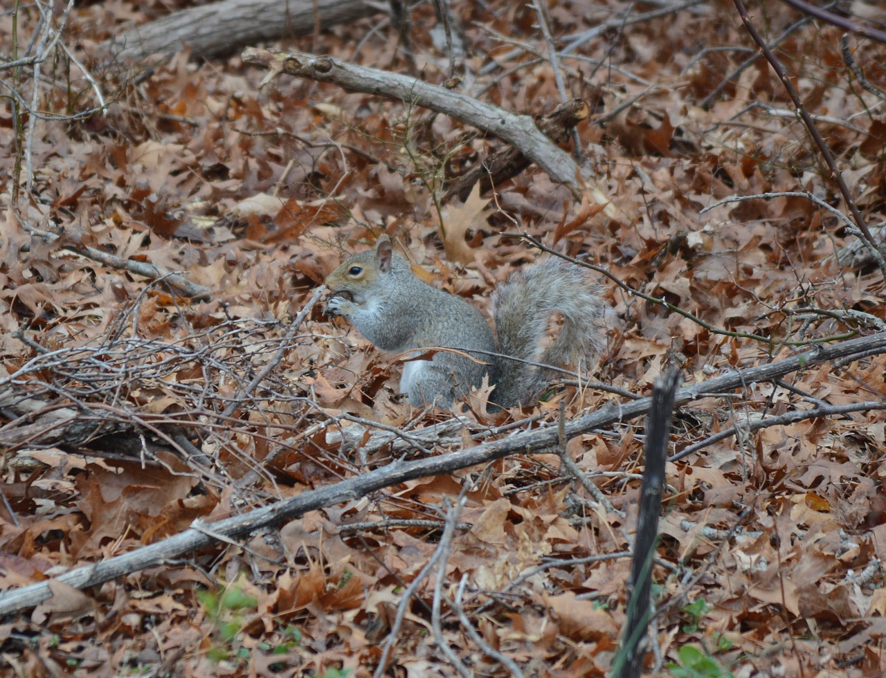 squirrel gray animal free photo