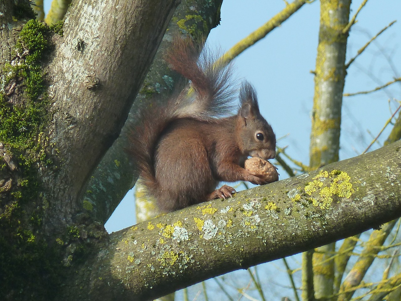 squirrel roux tree free photo