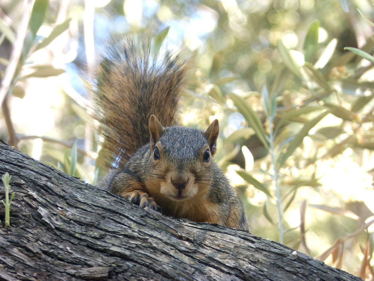 squirrel nature wildlife free photo