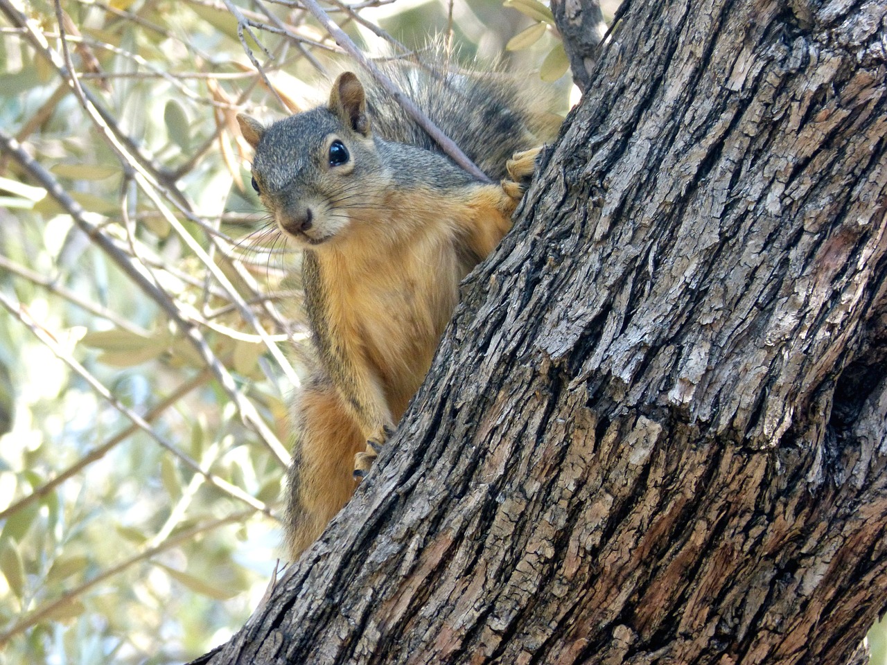 squirrel animal nature free photo