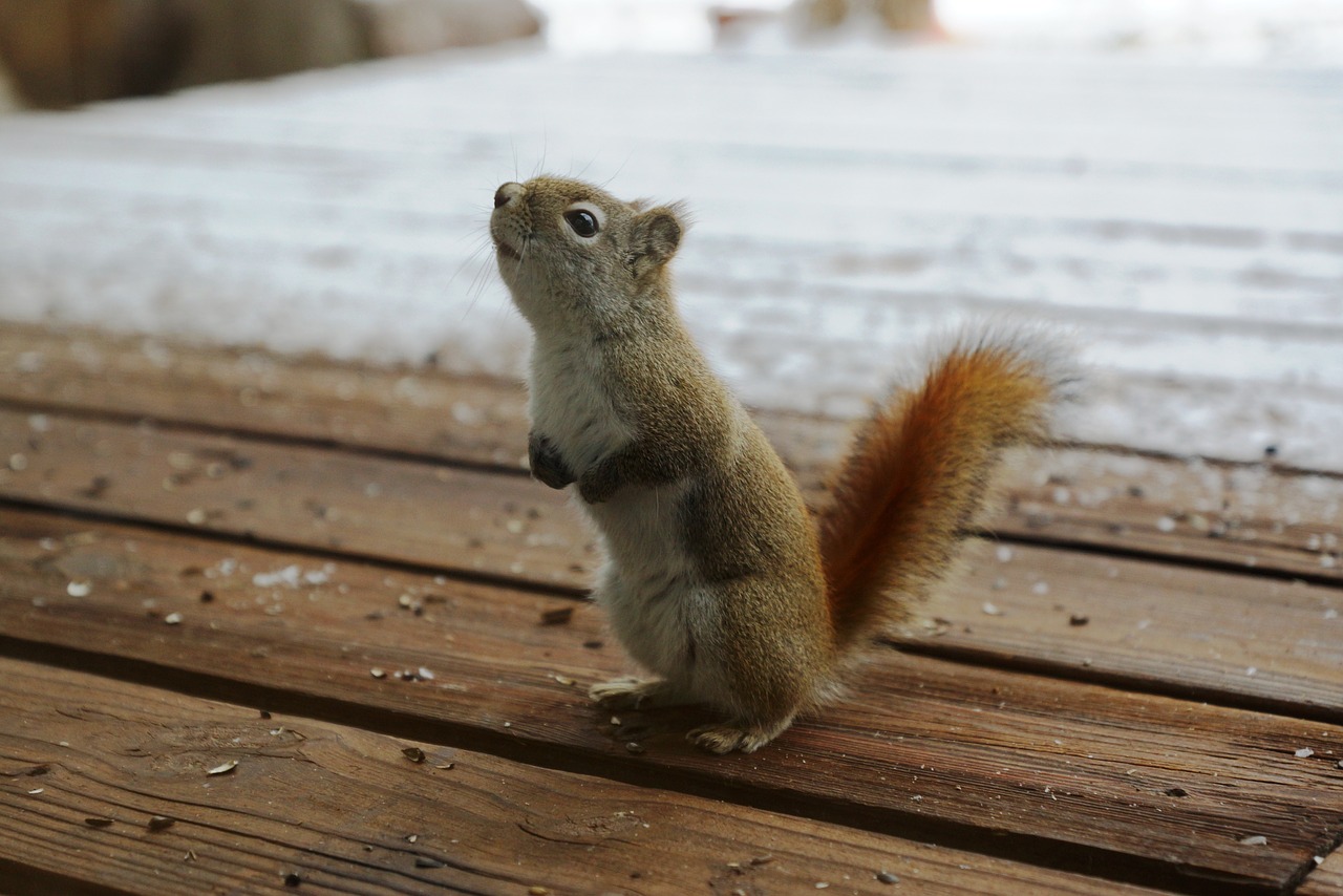 squirrel nature outdoors free photo