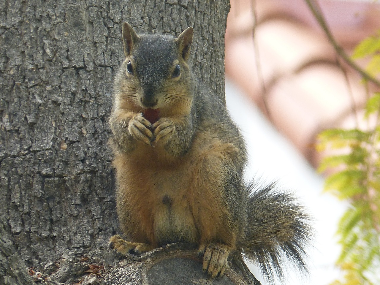 squirrel squirrel eating animal free photo