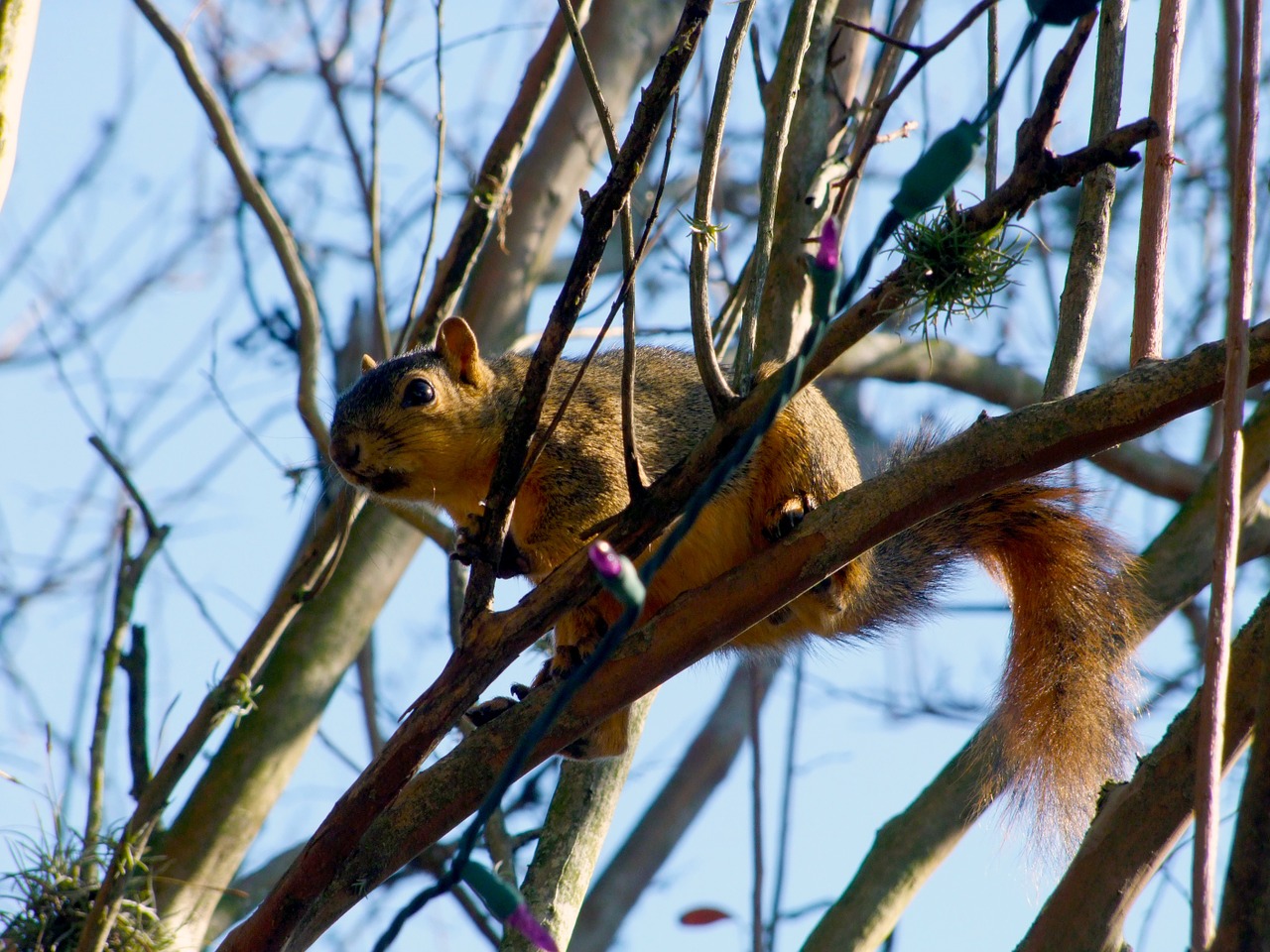 squirrel animals animal free photo