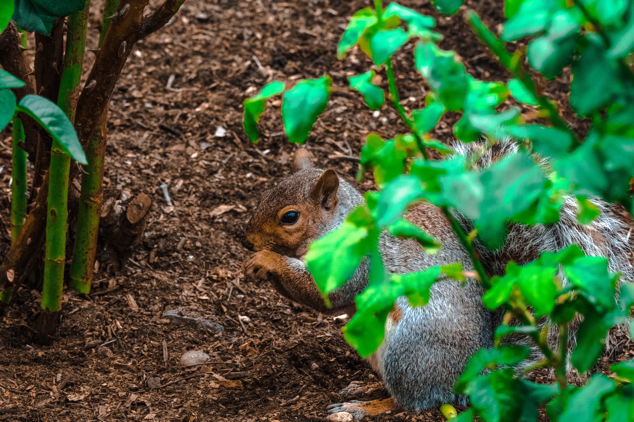 squirrel canada park free photo