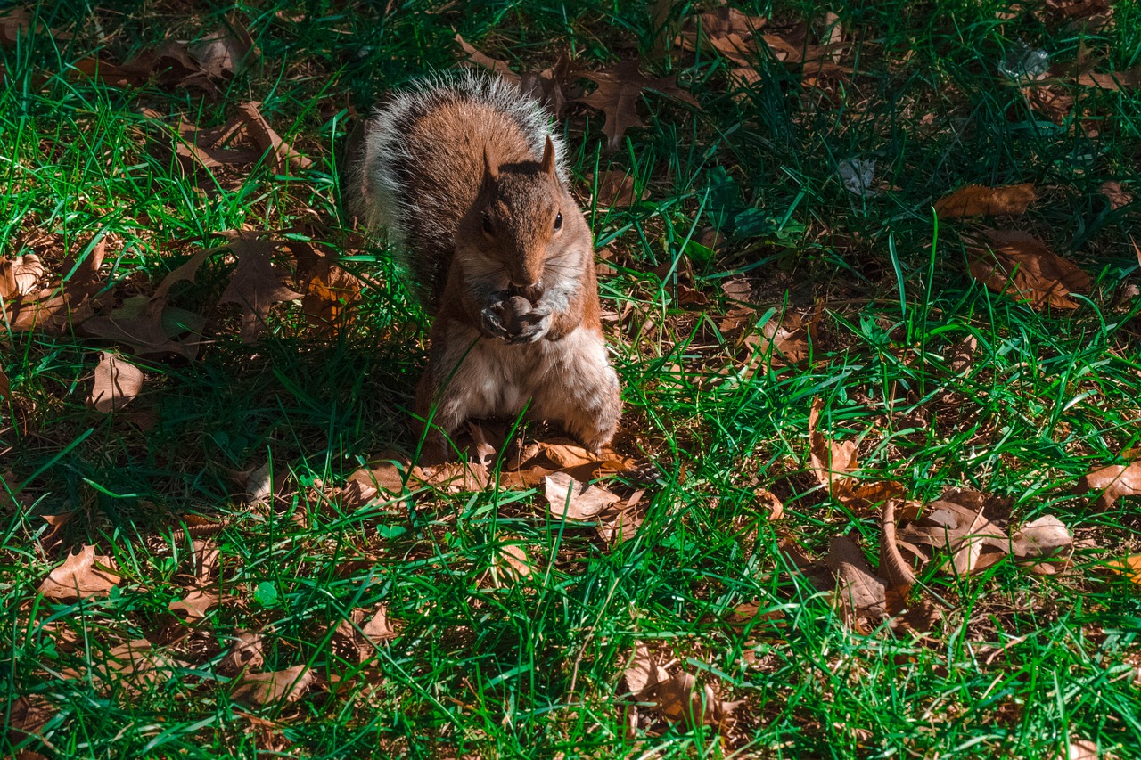 squirrel canada garden free photo