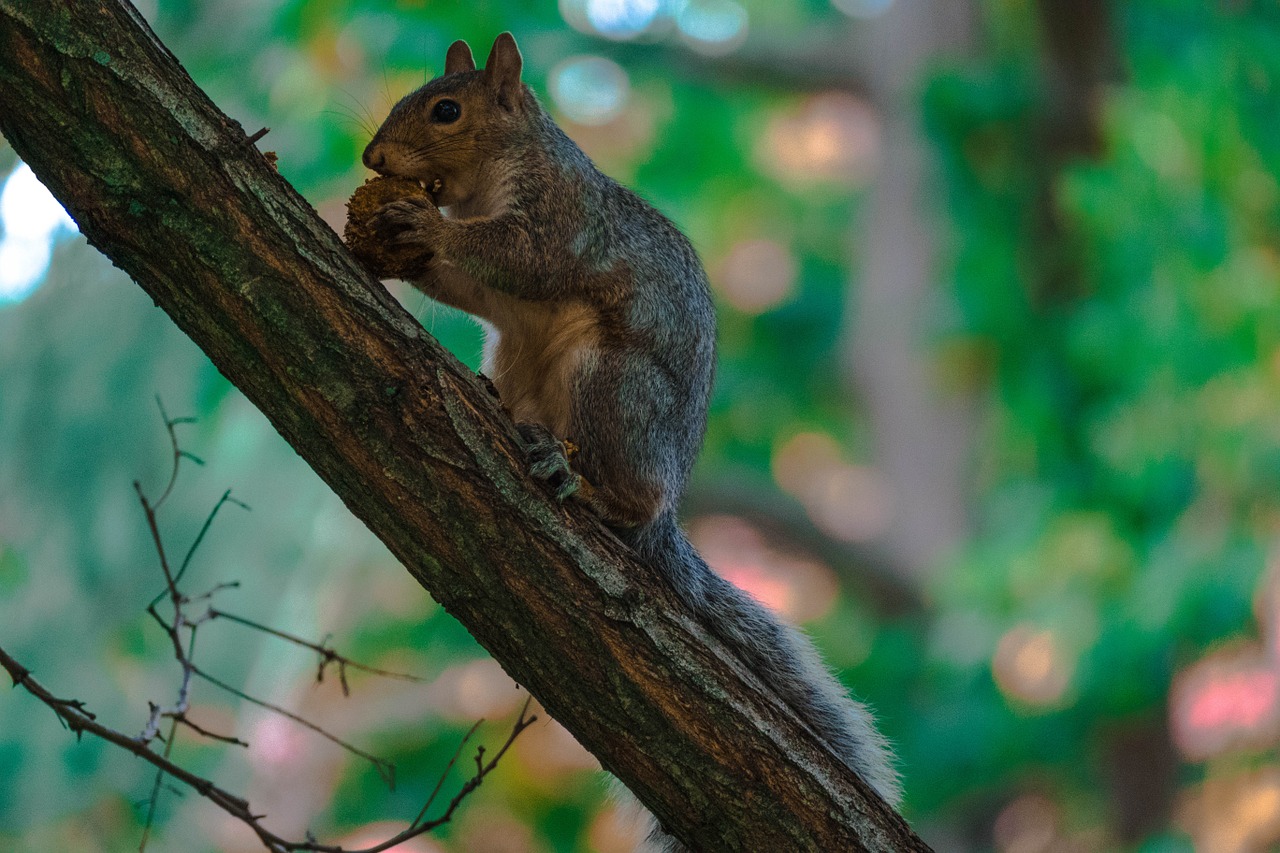 squirrel tree canada free photo