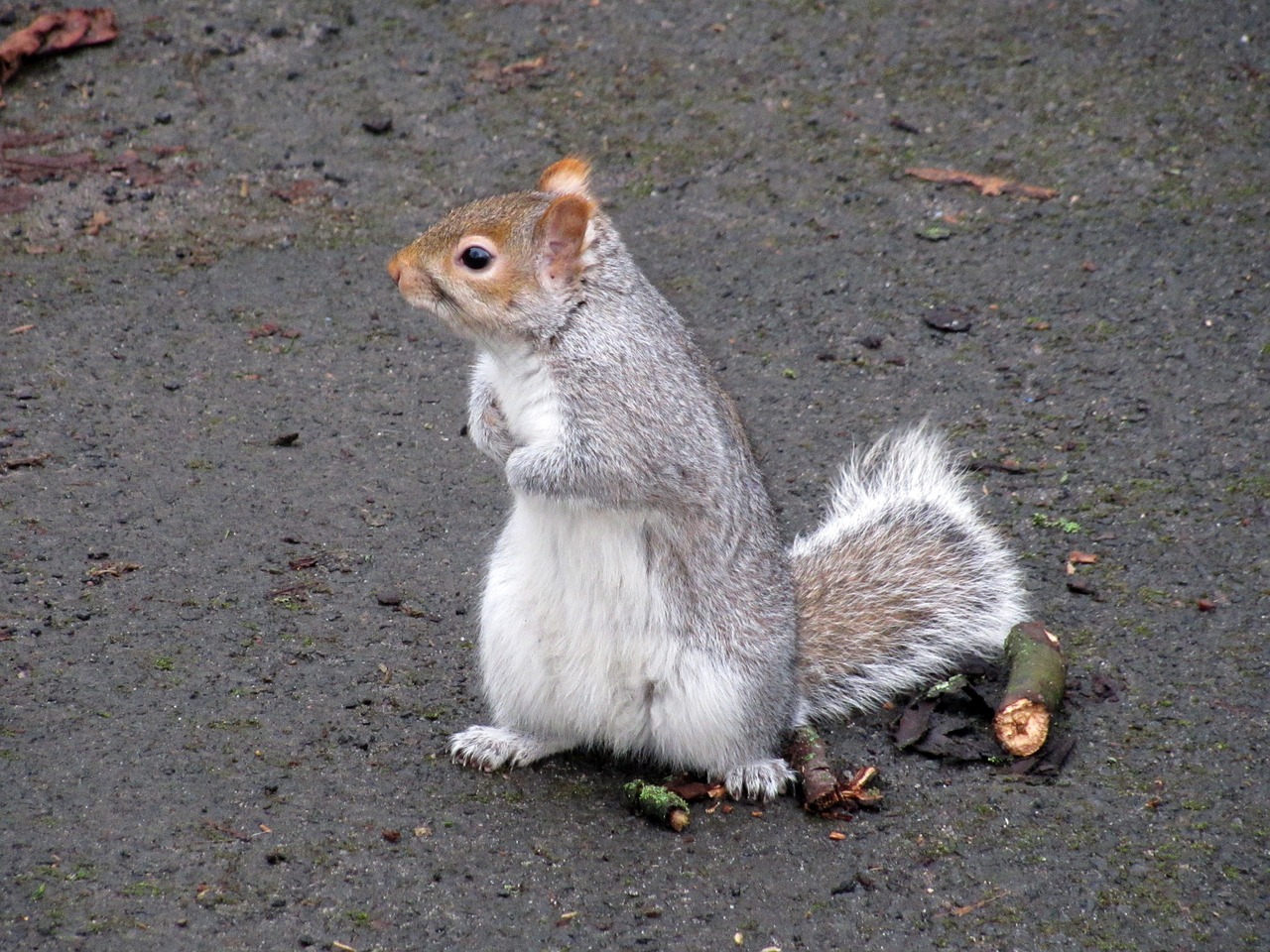 squirrel scotland park free photo