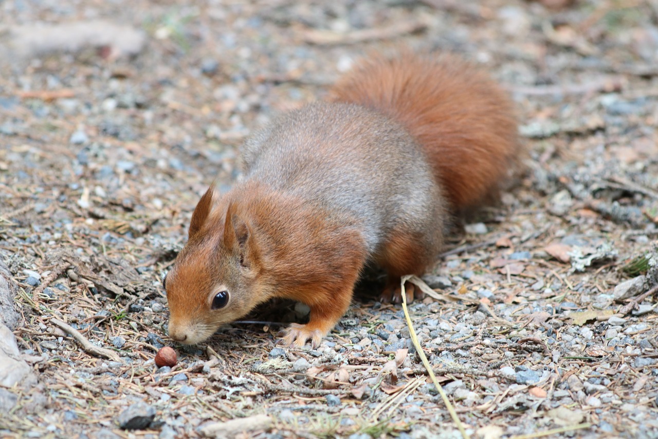 squirrel nut eat free photo